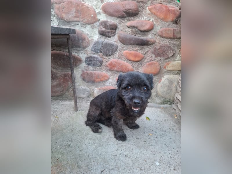 Onyx - freundliche, verspielte kleine Hündin sucht ein Zuhause