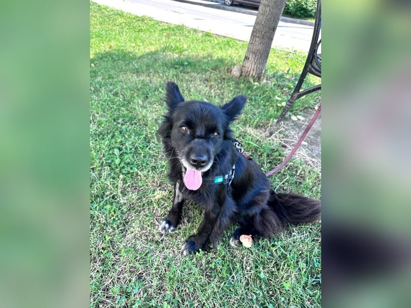 Bella - kleine Hündin sucht das große Glück