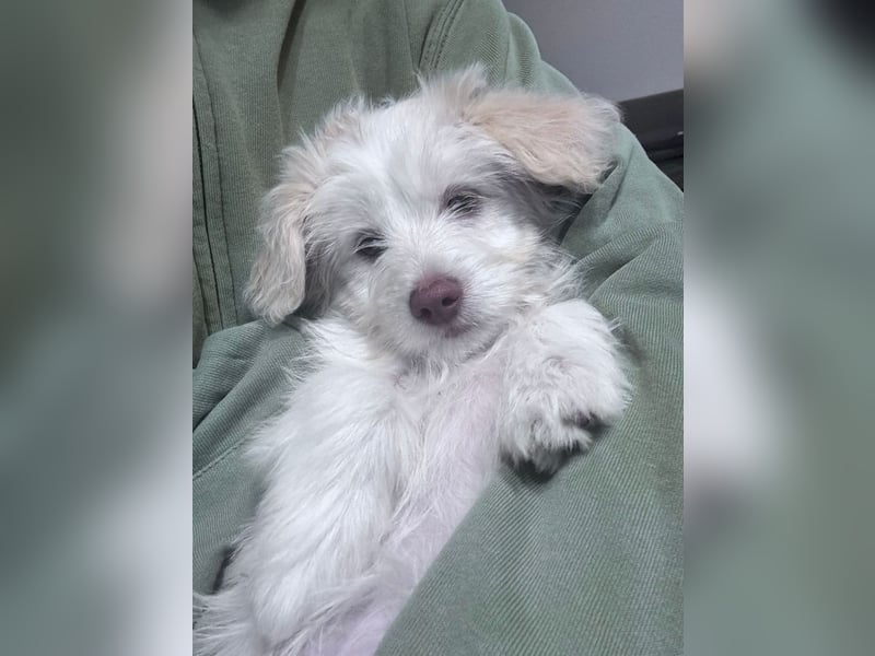 Sia - süßes, verspieltes Hunde-Mädchen sucht ein Zuhause
