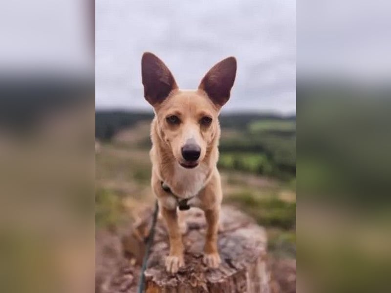 Remi - verspielte, freundliche, verschmuste Terrier-Mix Hündin / in Kirchhundem