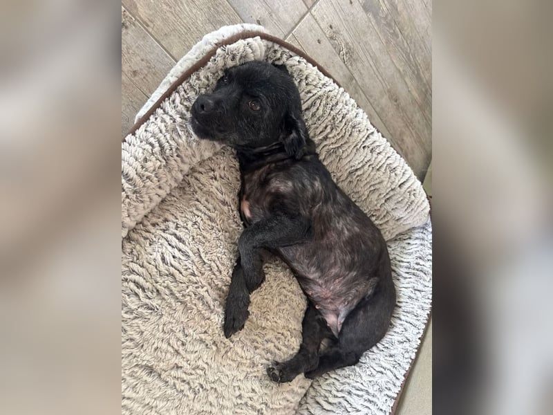 Onyx - freundliche, verspielte kleine Hündin sucht ein Zuhause
