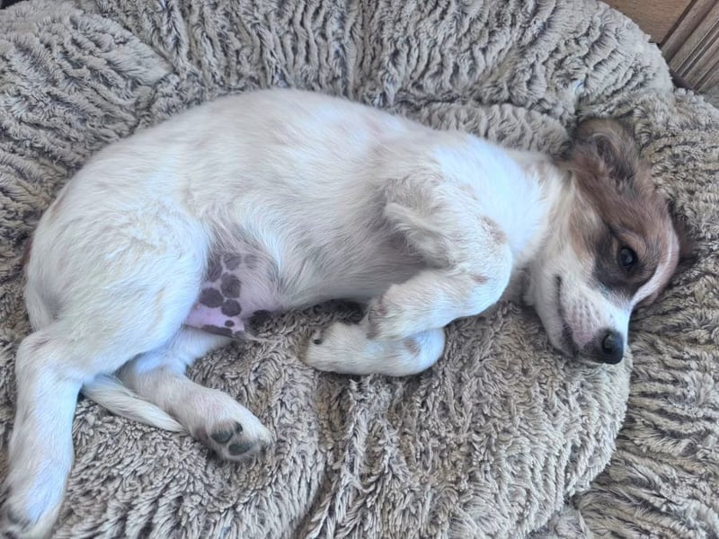 Bollo - verspielter kleiner Welpe sucht ein Zuhause