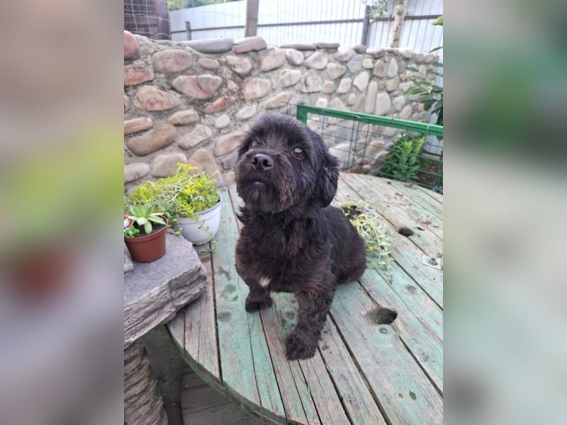 Onyx - freundliche, verspielte kleine Hündin sucht ein Zuhause