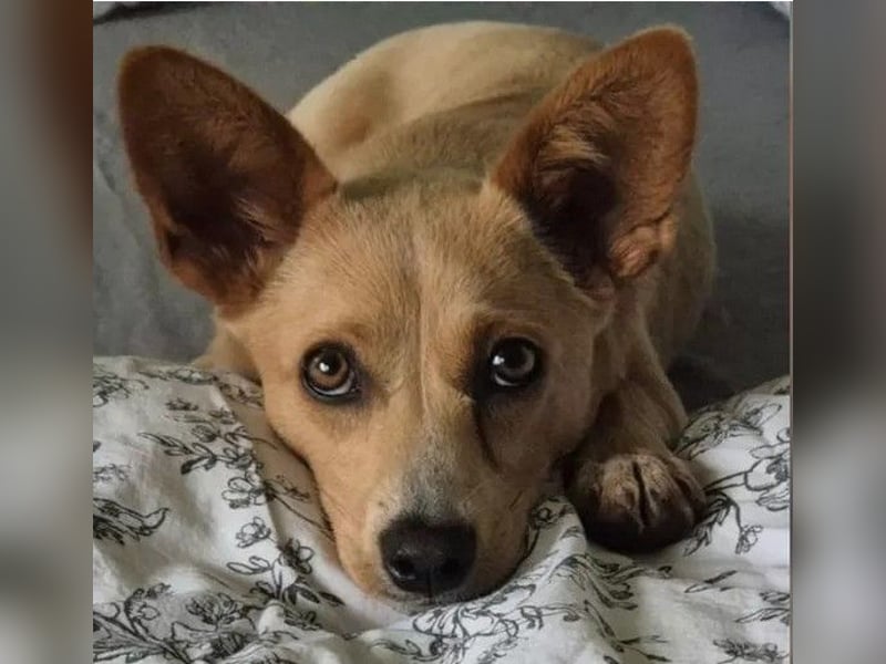 Remi - verspielte, freundliche, verschmuste Terrier-Mix Hündin / in Kirchhundem