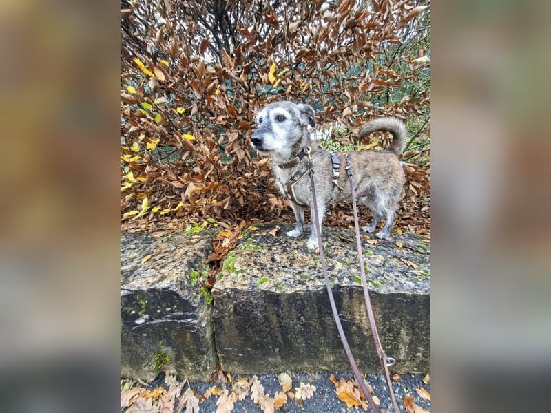 Johnny sucht ein Zuhause als Einzelprinz