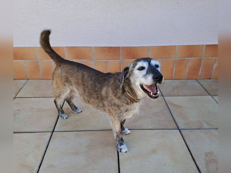 Johnny sucht ein Zuhause als Einzelprinz