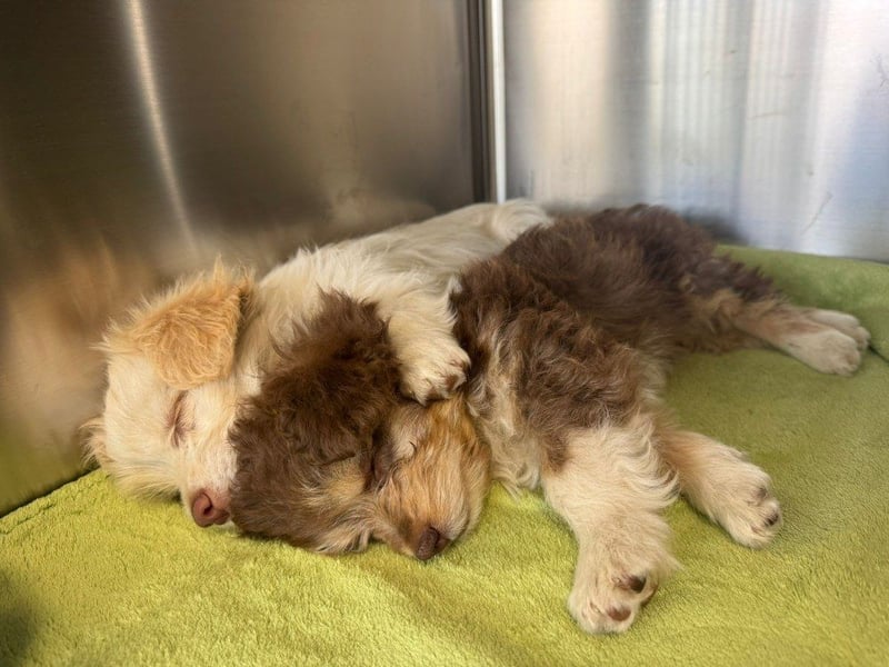 Chili - süßer, verspielter kleiner Hunde-Junge sucht ein Zuhause