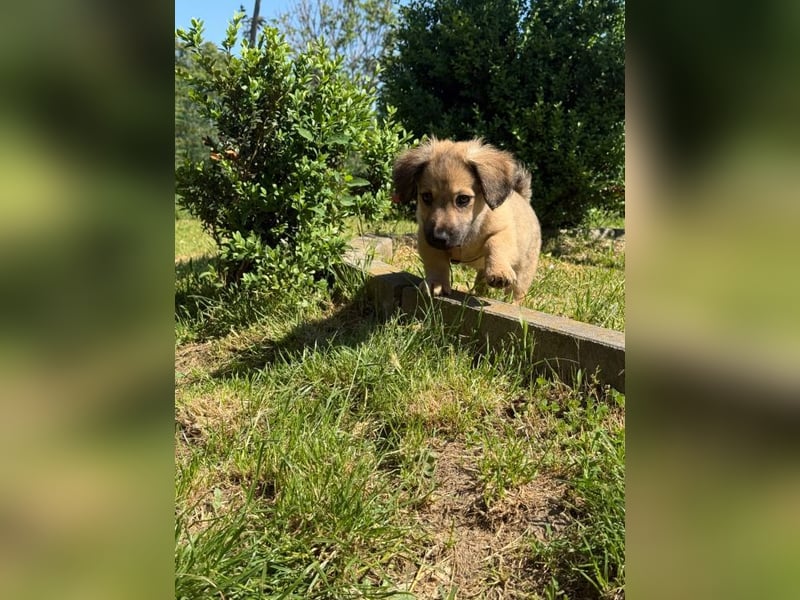 Marina - süßes, neugieriges Mini-Hundemädchen sucht das große Glück
