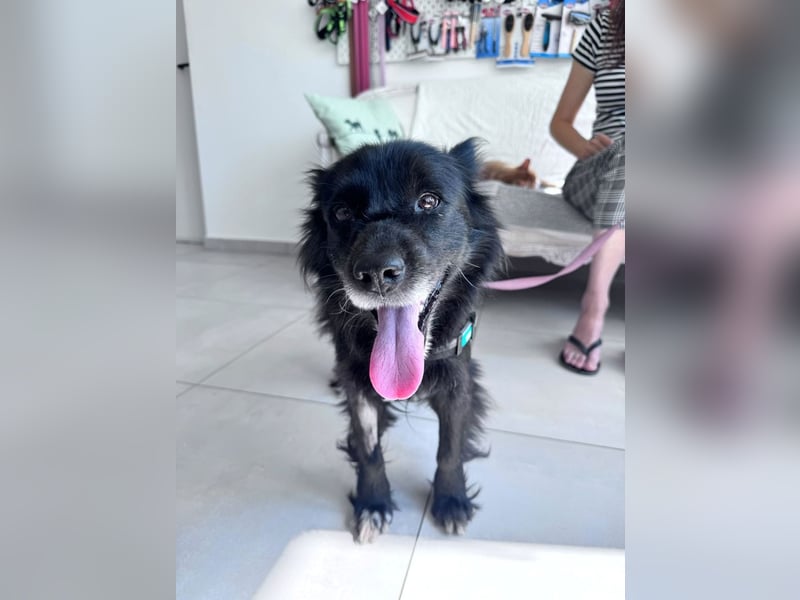 Bella - kleine Hündin sucht das große Glück