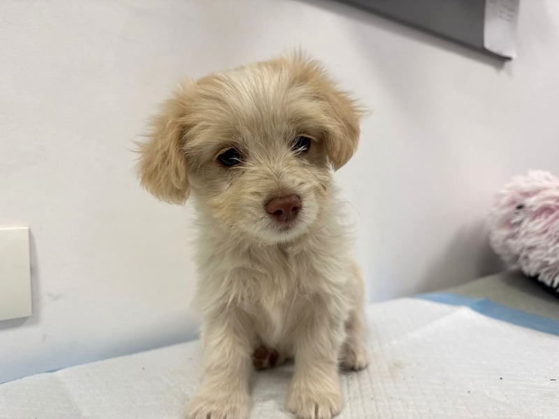 Sia - süßes, verspieltes Hunde-Mädchen sucht ein Zuhause