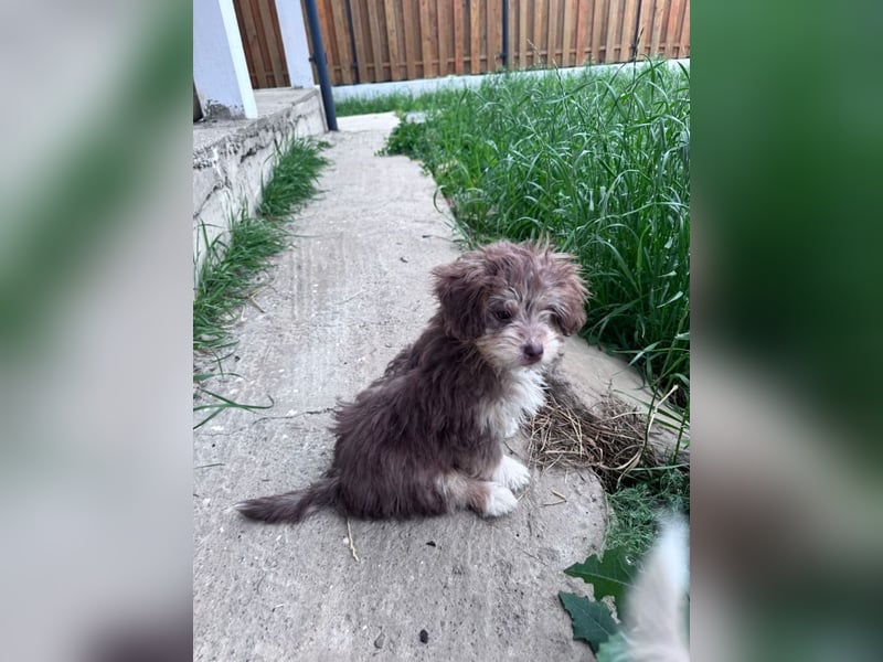 Chili - süßer, verspielter kleiner Hunde-Junge sucht ein Zuhause