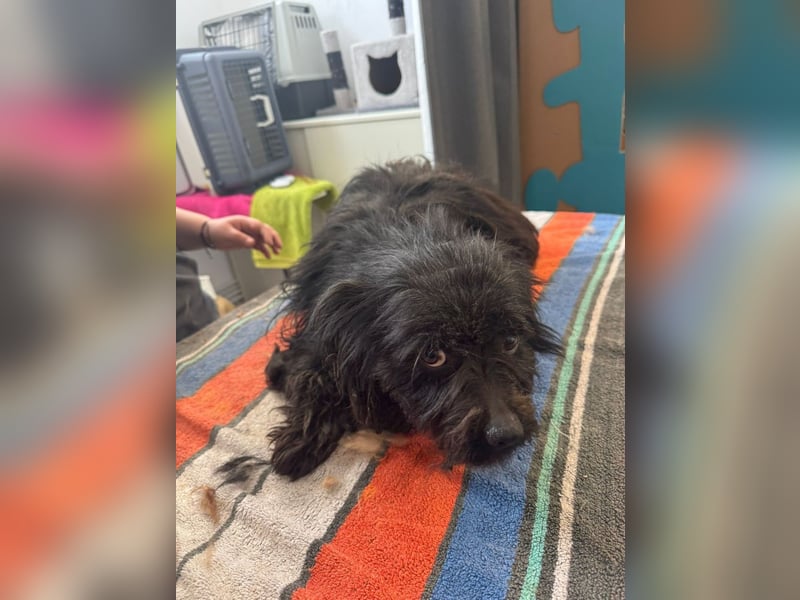 Onyx - freundliche, verspielte kleine Hündin sucht ein Zuhause