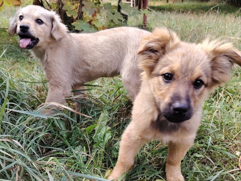 Nikki - verspieltes Welpen-Mädchen sucht ein Zuhause