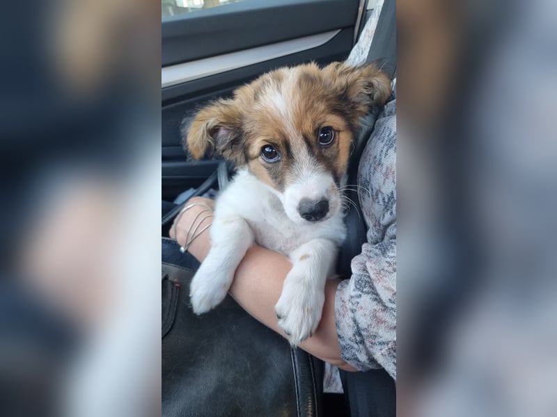 Bollo - verspielter kleiner Welpe sucht ein Zuhause