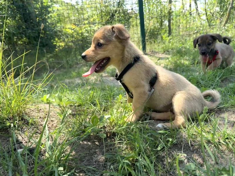 Belle - menschenbezogenes, verspieltes Welpen-Mädchen
