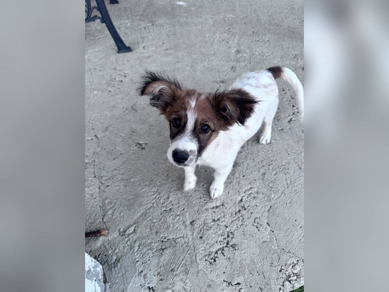Bollo - verspielter kleiner Welpe sucht ein Zuhause