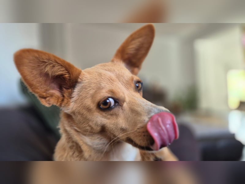 Remi - verspielte, freundliche, verschmuste Terrier-Mix Hündin / in Kirchhundem