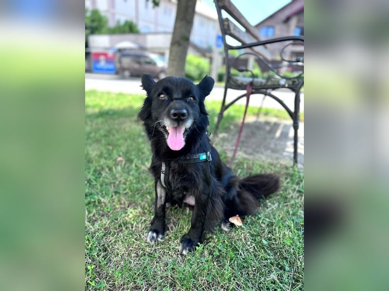 Bella - kleine Hündin sucht das große Glück