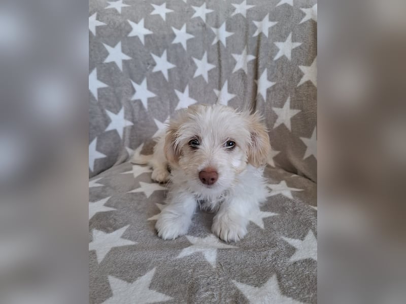 Sia - süßes, verspieltes Hunde-Mädchen sucht ein Zuhause