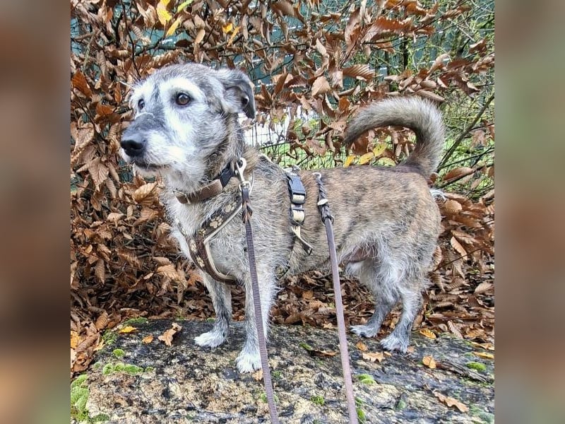 Johnny sucht ein Zuhause als Einzelprinz