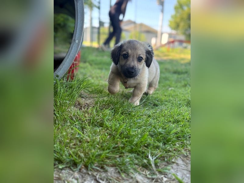 Marina - süßes, neugieriges Mini-Hundemädchen sucht das große Glück