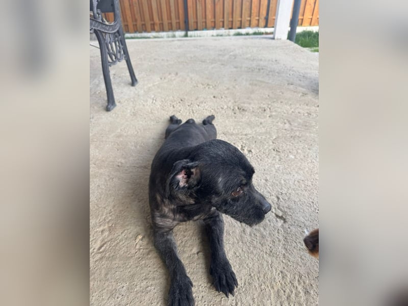Onyx - freundliche, verspielte kleine Hündin sucht ein Zuhause