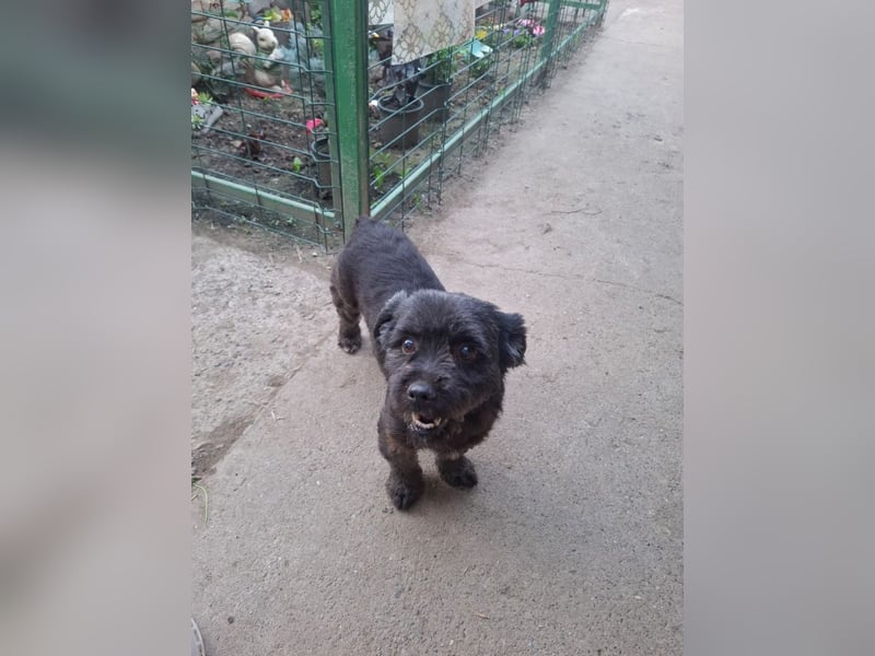 Onyx - freundliche, verspielte kleine Hündin sucht ein Zuhause