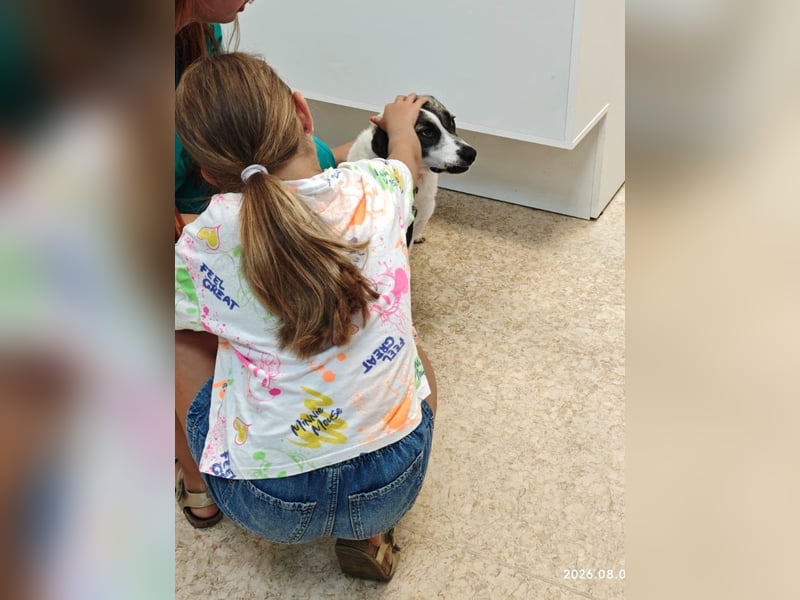 Emma - menschenbezogene, freundliche Hündin sucht ein Zuhause