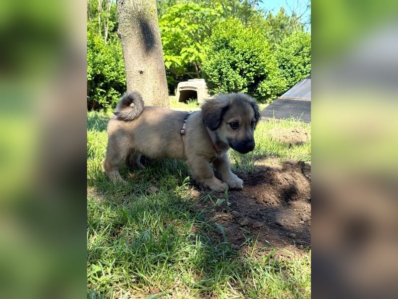 Marina - süßes, neugieriges Mini-Hundemädchen sucht das große Glück