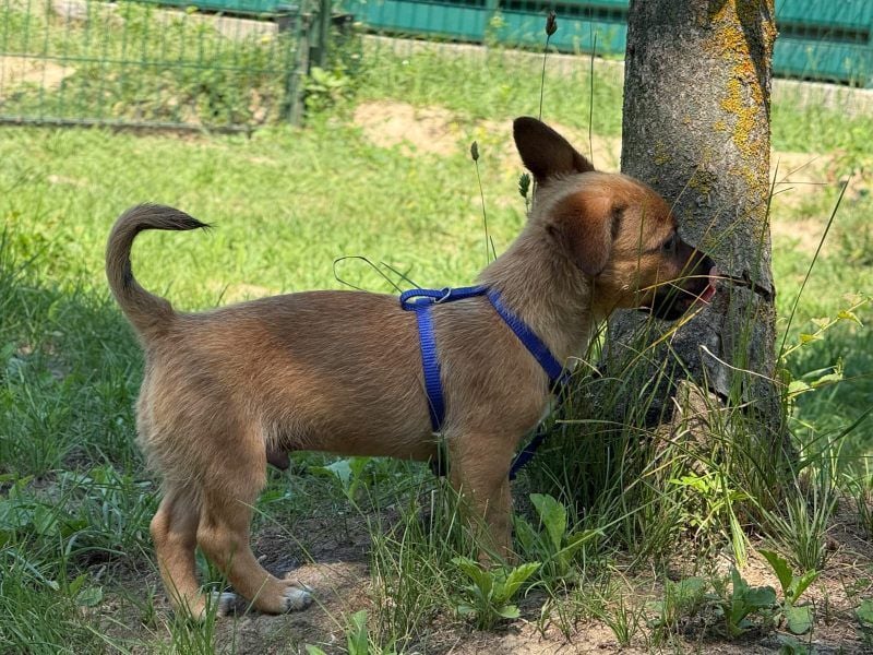James - verspielter, neugieriger kleiner Welpe