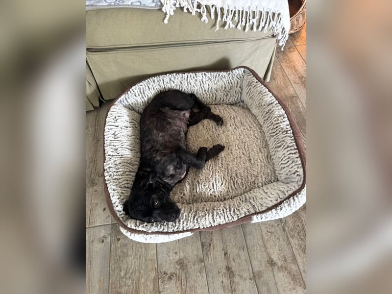 Onyx - freundliche, verspielte kleine Hündin sucht ein Zuhause