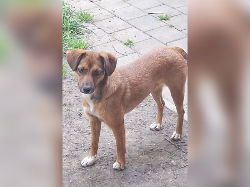 Lessy - verspielte, freundliche junge Hündin sucht ein Zuhause