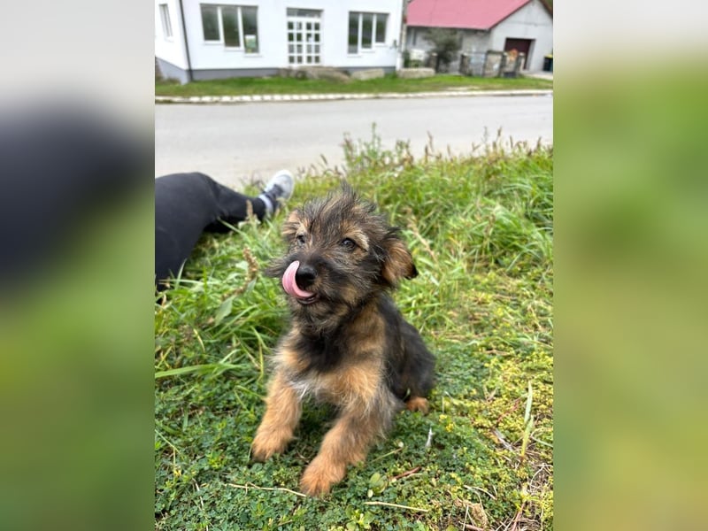 Nanni - Neugieriges, verspieltes Mädchen sucht ein Zuhause