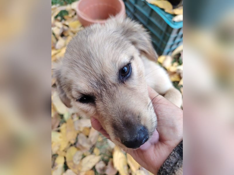 Nikki - verspieltes Welpen-Mädchen sucht ein Zuhause