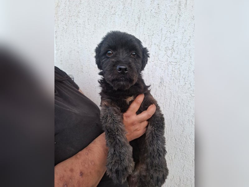 Onyx - freundliche, verspielte kleine Hündin sucht ein Zuhause