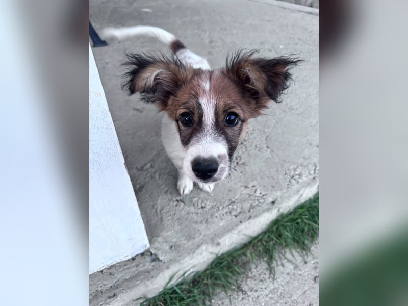 Bollo - verspielter kleiner Welpe sucht ein Zuhause