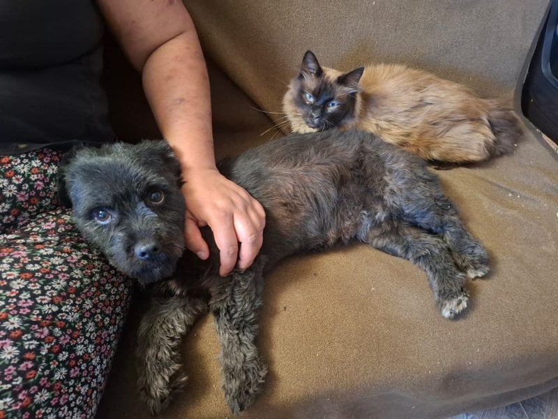 Onyx - freundliche, verspielte kleine Hündin sucht ein Zuhause