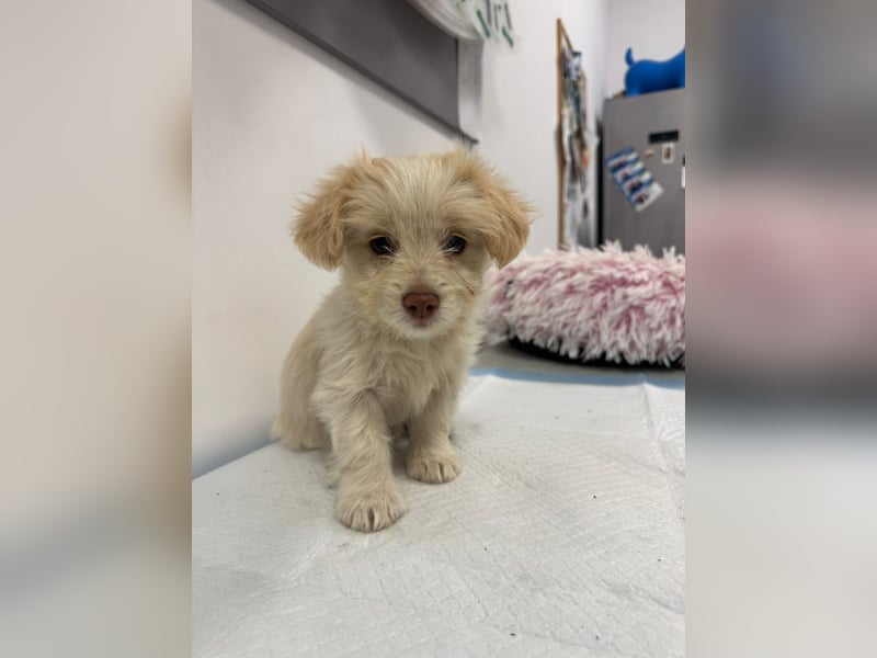 Sia - süßes, verspieltes Hunde-Mädchen sucht ein Zuhause