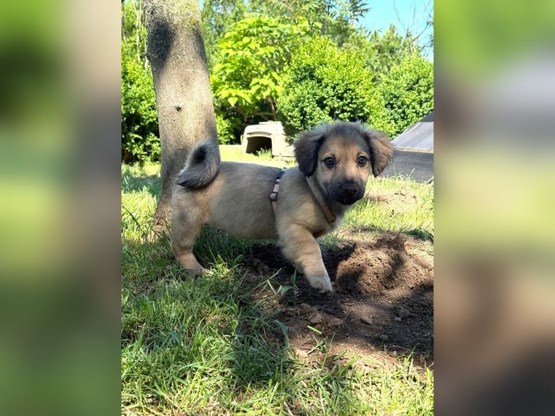 Marina - süßes, neugieriges Mini-Hundemädchen sucht das große Glück
