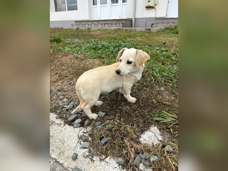 Lilo - Neugieriges, verspieltes Mädchen sucht ein Zuhause