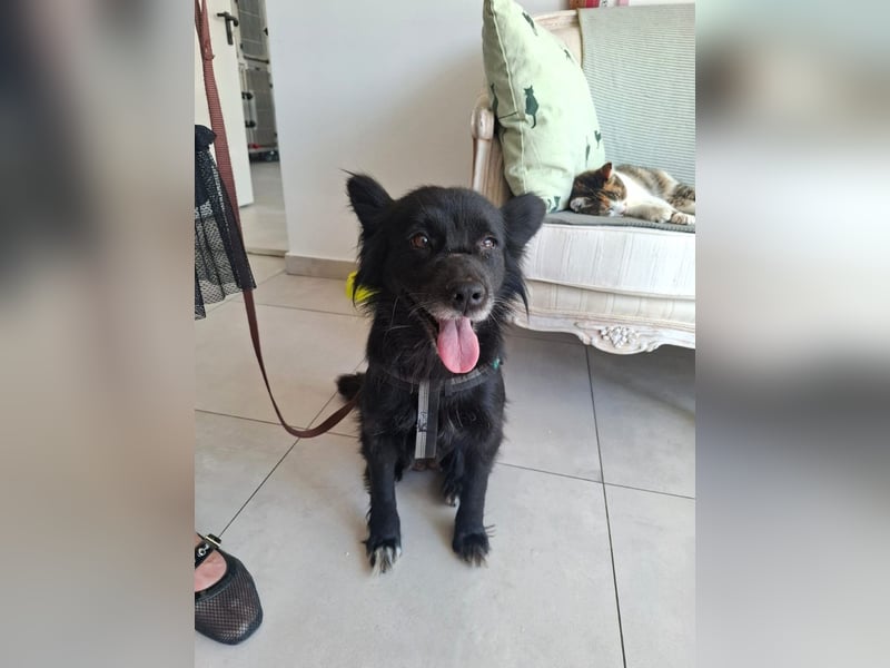 Bella - kleine süße Hündin sucht endlich ihr großes Glück