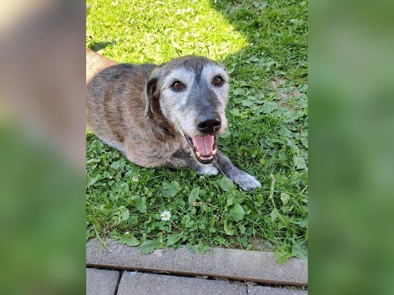 Johnny sucht ein Zuhause als Einzelprinz