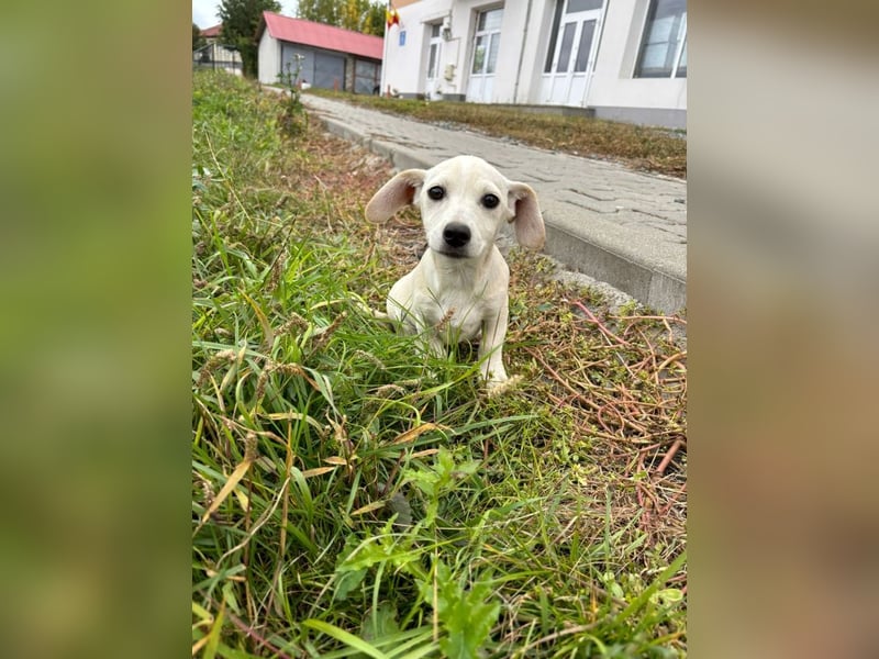 Lilo - Neugieriges, verspieltes Mädchen sucht ein Zuhause