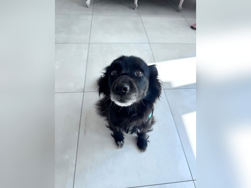 Bella - kleine Hündin sucht das große Glück