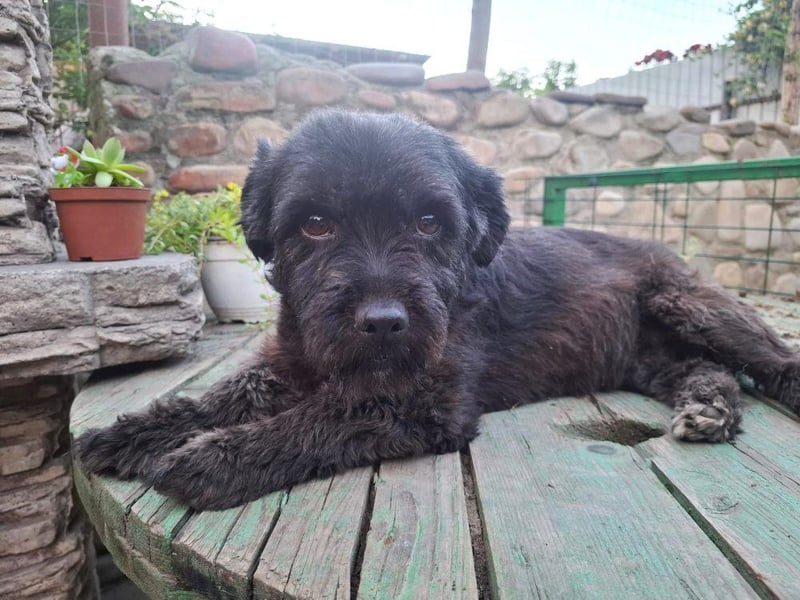 Onyx - freundliche, verspielte kleine Hündin sucht ein Zuhause