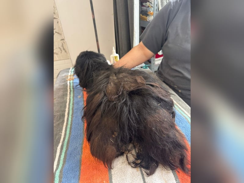 Onyx - freundliche, verspielte kleine Hündin sucht ein Zuhause