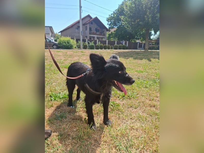 Bella - kleine süße Hündin sucht endlich ihr großes Glück