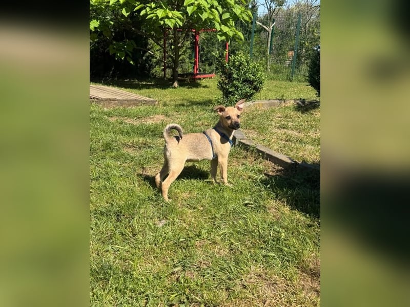 Onda - Mini-Zwerg sucht ihr großes Glück