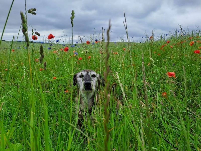 Johnny sucht ein Zuhause als Einzelprinz