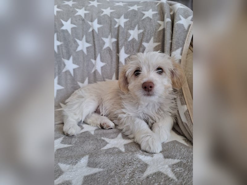 Sia - süßes, verspieltes Hunde-Mädchen sucht ein Zuhause